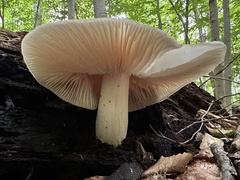 Megacollybia