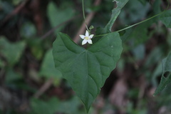 Zehneria