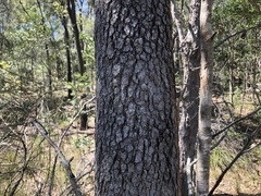 Corymbia gummifera