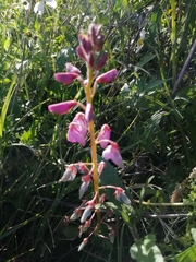 Desmodium incanum