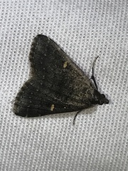 Tetanolita mynesalis
