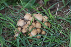 Coprinellus