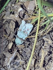 Lacinipolia laudabilis