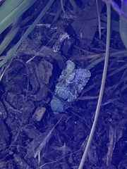 Lacinipolia laudabilis