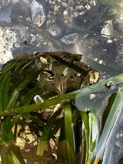 Haliclystus sanjuanensis