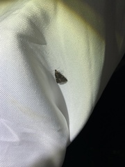 Tetanolita mynesalis