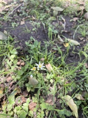 Nothoscordum