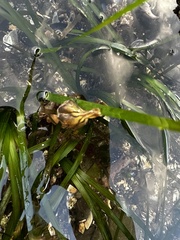 Haliclystus sanjuanensis