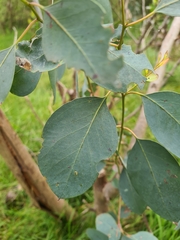 Eucalyptus polyanthemos