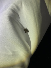 Tetanolita mynesalis