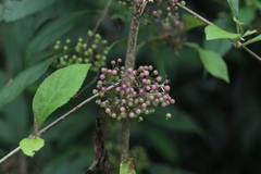 Callicarpa