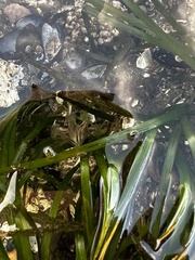 Haliclystus sanjuanensis