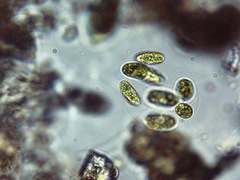 Chlorophyceae