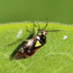 Orthops scutellatus