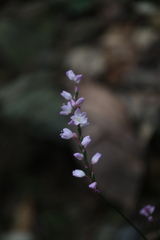 Persicaria posumbu