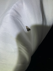 Tetanolita mynesalis