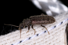 Eurygeniinae