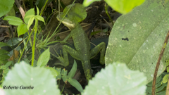 Basiliscus galeritus