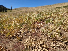 Orthocarpus cuspidatus