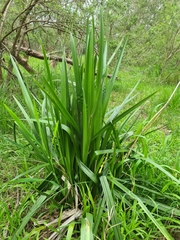 Dianella tasmanica