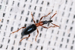 Cylas formicarius