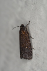 Cryptaspasma