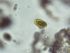 Chlorophyceae