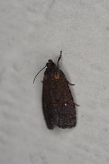 Cryptaspasma