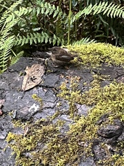 Troglodytes pacificus