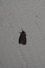 Cryptaspasma