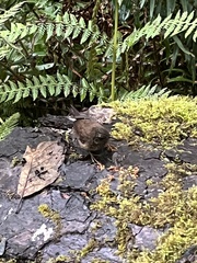 Troglodytes pacificus