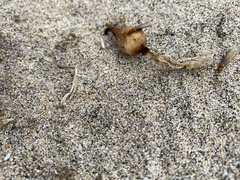 Incisitermes