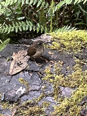 Troglodytes pacificus