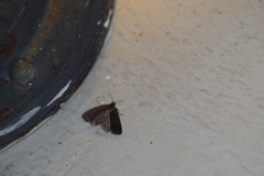 Cryptaspasma