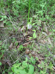 Campanula punctata