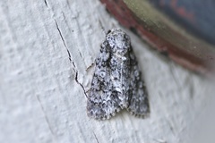 Acronicta marmorata