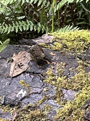 Troglodytes pacificus