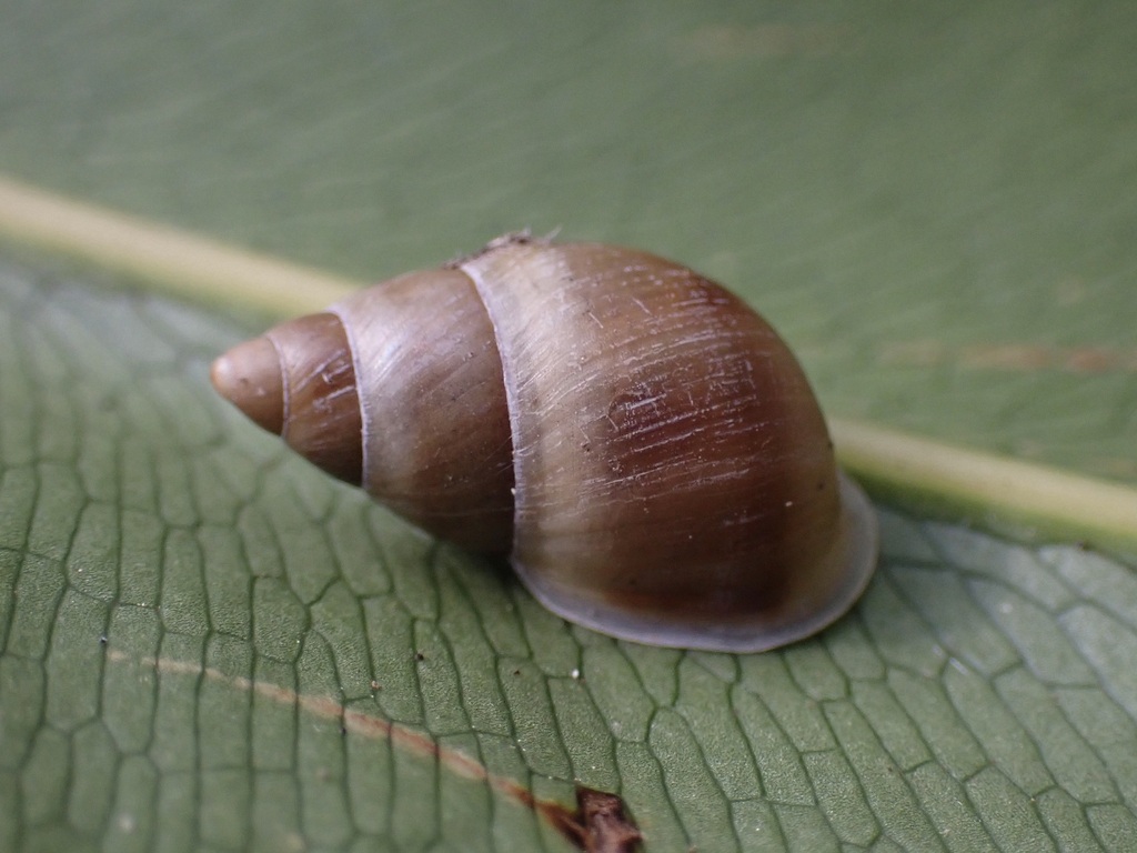 Polynesian snails release is biggest ever of 'extinct in the wild' species, Conservation