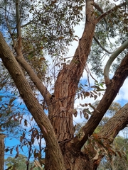 Eucalyptus robusta