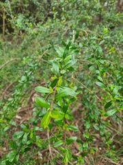 Bursaria spinosa