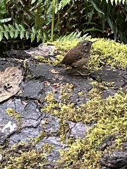 Troglodytes pacificus