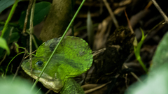 Basiliscus galeritus