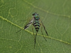 Austrosciapus connexus