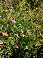 Vicia megalotropis