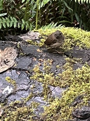 Troglodytes pacificus