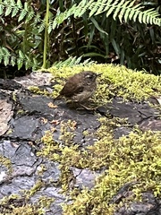 Troglodytes pacificus