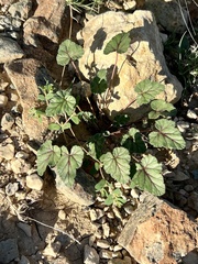 Erodium texanum