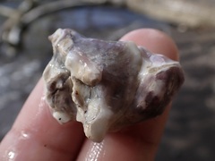 Saccostrea