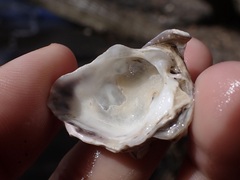 Saccostrea