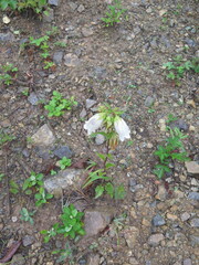Campanula punctata